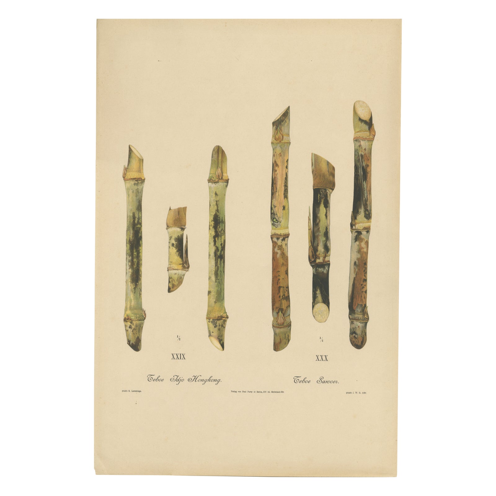 Antique Sugarcane Chromolithograph Pair, Teboe Tjio Hongkong & Saroer, 1892