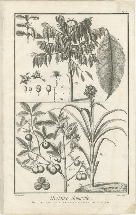Set of Five Antique Engravings of Spices and Colonial Crops by Diderot, 1770, view 4