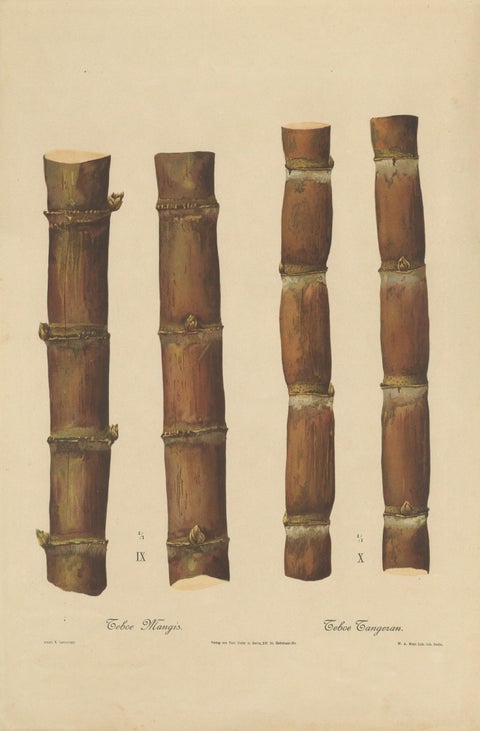 Antique Sugarcane Chromolithograph, Teboe Mangis and Teboe Tangeran, 1892, close-up 1