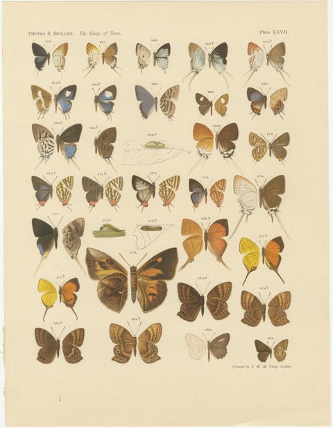 Victorian Butterfly Plates, The Rhopalocera of Java by Piepers & Snellen, 1908, view 4