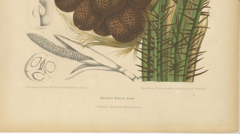 Antique Salak Palm Botanical Chromolithograph by Hoola van Nooten, c. 1880, close-up 5