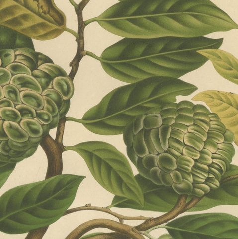 Antique Sugar Apple Botanical Chromolithograph by Hoola van Nooten, c. 1880, close-up 5