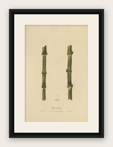 Antique Sugarcane Chromolithograph, Teboe Troeboe, Java 1892, shown framed