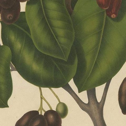 Sizygium Jambolanum, Java Plum Botanical Lithograph c.1863, close-up 2