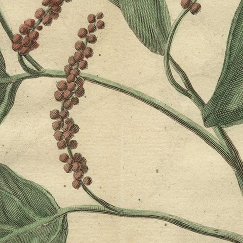 Old Hand-Colored Copper Engraving of a Pepper Branch, 1739, close-up 3