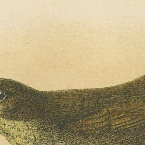 Antique Lithograph of Plain-colored Spiderhunter by Keulemans, Sumatra c.1887, close-up 4