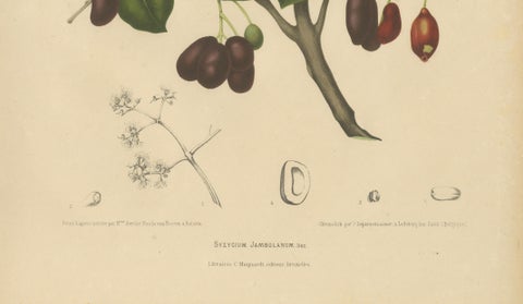 Antique Java Plum Botanical Chromolithograph by Hoola van Nooten, c. 1880, close-up 4