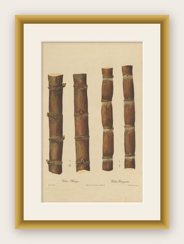 Antique Sugarcane Chromolithograph, Teboe Mangis and Teboe Tangeran, 1892, shown framed
