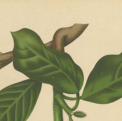 Original Antique Jackfruit Botanical Chromolithograph by Hoola van Nooten, 1880, close-up 5
