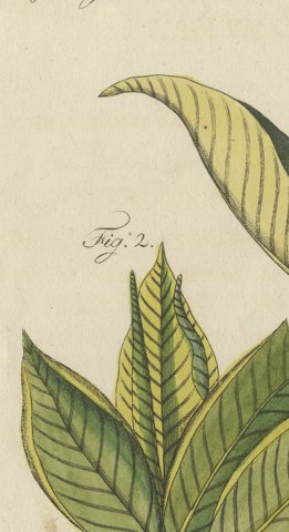 Zedoary and Grains of Paradise Spice Plants, Antique Bertuch Print, circa 1805, close-up 1