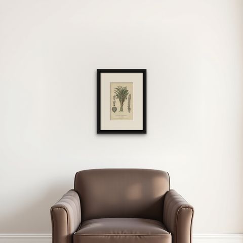 19th Century Sago Palm Tree Antique Engraving Original Handcoloring, 1845, shown framed on a wall, true to size