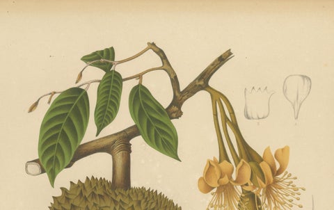 Antique Durian Botanical Chromolithograph by Hoola van Nooten, c. 1880, close-up 6