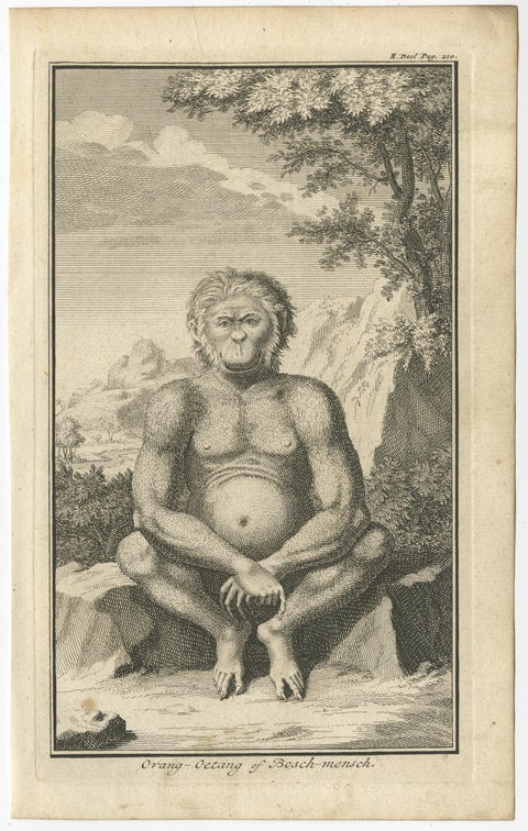 Engraving of an Orang-Utan on Borneo 'Kalimantan' or Sumatra, Indonesia, 1739, view 2