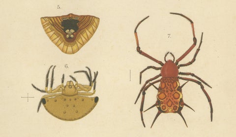 Sumatra Gasteracantha Spiders, Antique Natural History Print c.1887, close-up 3