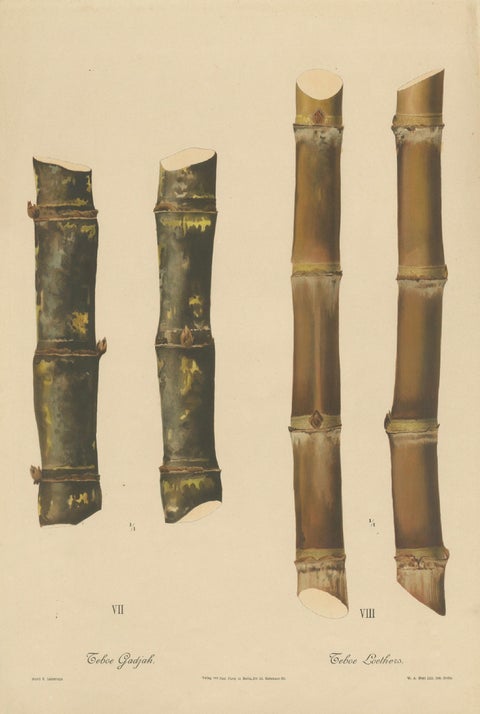 Antique Sugarcane Chromolithograph, Teboe Gadjah and Teboe Boethers, 1892, close-up 1