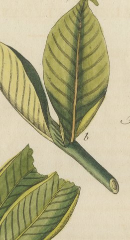 Zedoary and Grains of Paradise Spice Plants, Antique Bertuch Print, circa 1805, close-up 2
