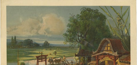 Antique Print 'Schoolplate' of a Rice Field by F.E. Wachsmuth, circa 1900, view 4