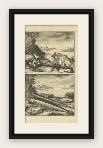 Antique Print of Fish Species 'no. 449' by Valentijn '1726', shown framed