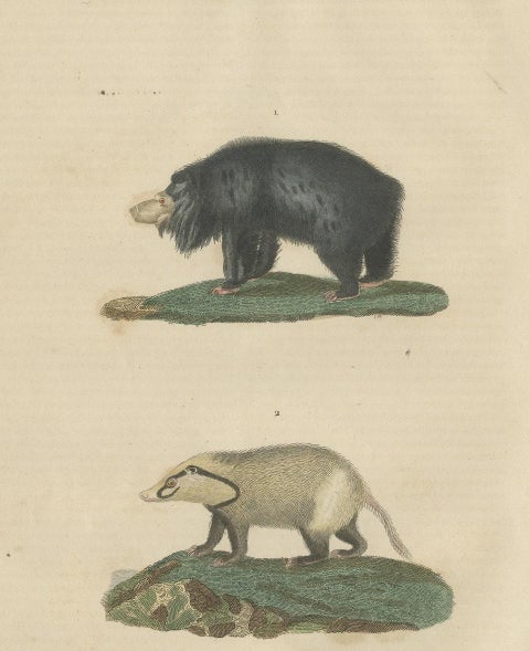 Old Hand-Colored Print of a Big Lipped Bear and Bali-Collared Soar or Hog Badger, close-up 2