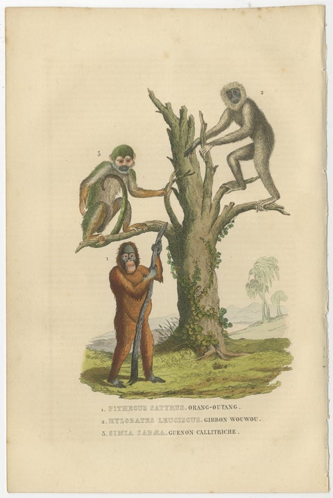 Old Print of a Red or Asiatic Orangoutan, Javan Silvery Gibbon and Green Monkey, view 2