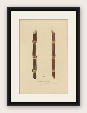 Antique Sugarcane Chromolithograph, Teboe Soerat Mauritius, Java 1892, shown framed