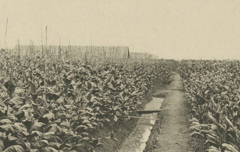 Sumatra Tobacco Cultivation & Drying Barns, Deli Estates Photographic Pair 1910, close-up 4
