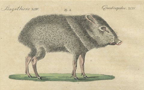Antique Malayan Tapir & Collared Peccary Engraving, Bertuch, c.1815, close-up 2