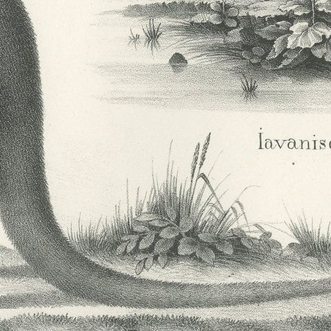Antique Print of Kangaroo and a 'Javanese' Pangolin in Australia, c.1825, close-up 1
