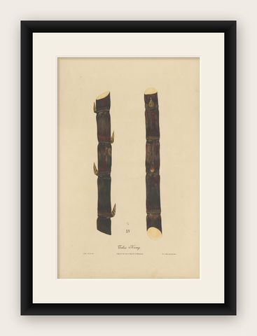 Antique Sugarcane Chromolithograph, Teboe Keong, Java 1892, shown framed