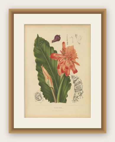 Antique Botanical Chromolithograph of Torch Ginger by Hoola van Nooten, c.1880, shown framed