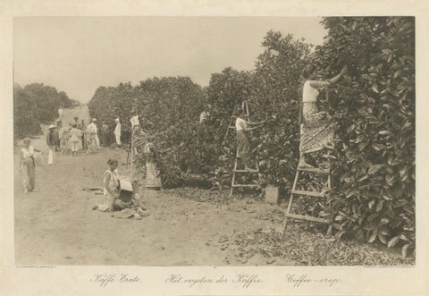 Coffee Fermentation Sheds and Harvest, Padang Roetan, Sumatra, c.1910, close-up 3