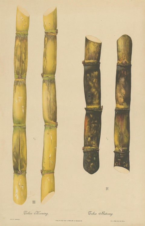 Antique Sugarcane Chromolithograph, Teboe Koening and Teboe Batoeng, Java 1892, close-up 1