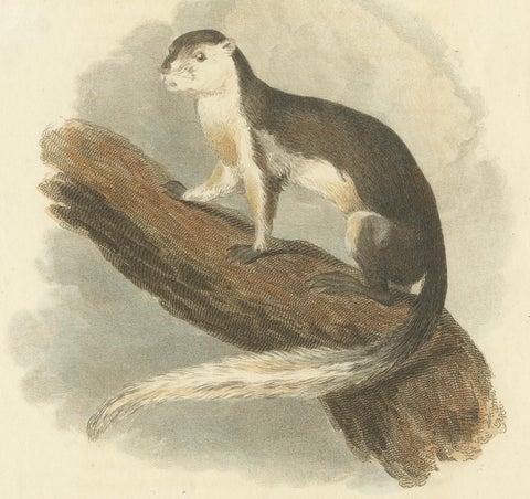 Antique Print with Hand Coloring of a Black Giant Squirrel or Javan Squirrel, close-up 2