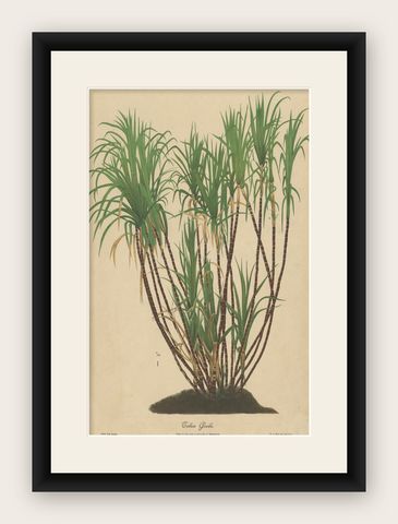 Antique Sugarcane Chromolithograph, Teboe Goela Java, Meyn after Soltwedel 1892, shown framed
