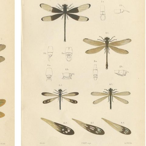 Set of 6 Antique 1887 Sumatra Dragonfly and Insect Lithographs, Fauna Studies, close-up 1