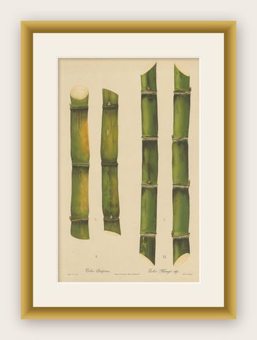 Antique Sugarcane Chromolithograph, Teboe Ardjoeno and Teboe Mangis idjo, 1892, shown framed