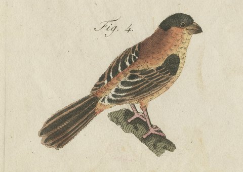 Tanagers and Java Sparrow Songbirds, Antique Bertuch Print, circa 1805, close-up 3