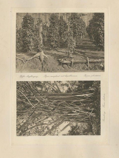 Pepper Plantation & Timber, Sumatra, Antique Kleingrothe Photogravure c.1900, close-up 5