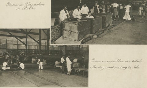 Tobacco Fermentation & Packing, Deli, Sumatra, Kleingrothe, c.1900, close-up 4