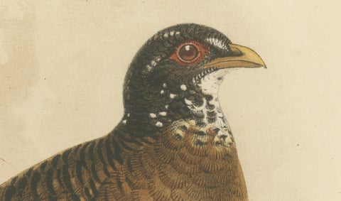 Antique Lithograph of Red-billed Hill Partridge by Keulemans, Sumatra c.1887, close-up 3