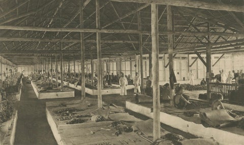 Sorting Tobacco in Lengths and Colors, Sumatra, Kleingrothe Photogravure c.1900, close-up 5