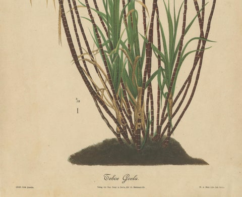 Antique Sugarcane Chromolithograph, Teboe Goela Java, Meyn after Soltwedel 1892, close-up 1