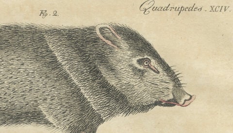 Antique Malayan Tapir & Collared Peccary Engraving, Bertuch, c.1815, close-up 4