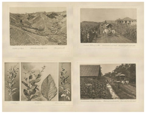 Set of 4 Tobacco Industry Photogravures, Sumatra’s O.K., C.J. Kleingrothe, 1910, close-up 1