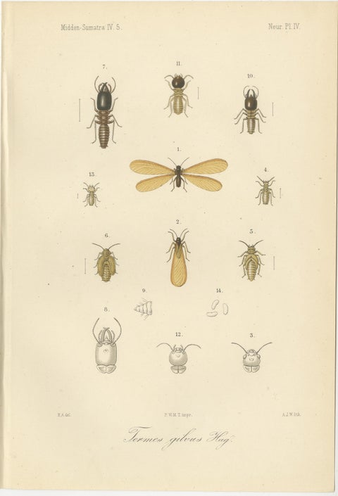 Set of 6 Antique 1887 Sumatra Dragonfly and Insect Lithographs, Fauna Studies, view 4