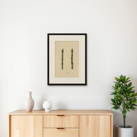 Antique Sugarcane Chromolithograph, Teboe Troeboe, Java 1892, shown framed on a wall, true to size