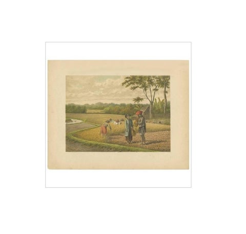 Antique Print of a Rice Field on Java by M.T.H. Perelaer, 1888, view 4