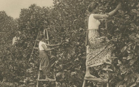 Coffee Fermentation Sheds and Harvest, Padang Roetan, Sumatra, c.1910, close-up 6