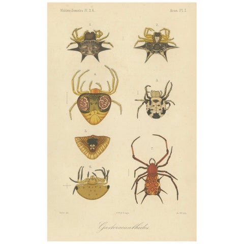 Sumatra Gasteracantha Spiders, Antique Natural History Print c.1887