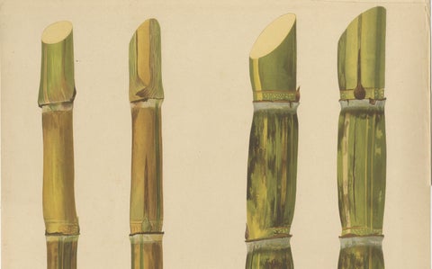 Antique Sugarcane Chromolithograph, Teboe Rotan and Teboe Alfoere, 1892, close-up 4